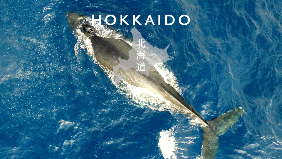 投稿についてもっと詳しく 北海道「クジラ」